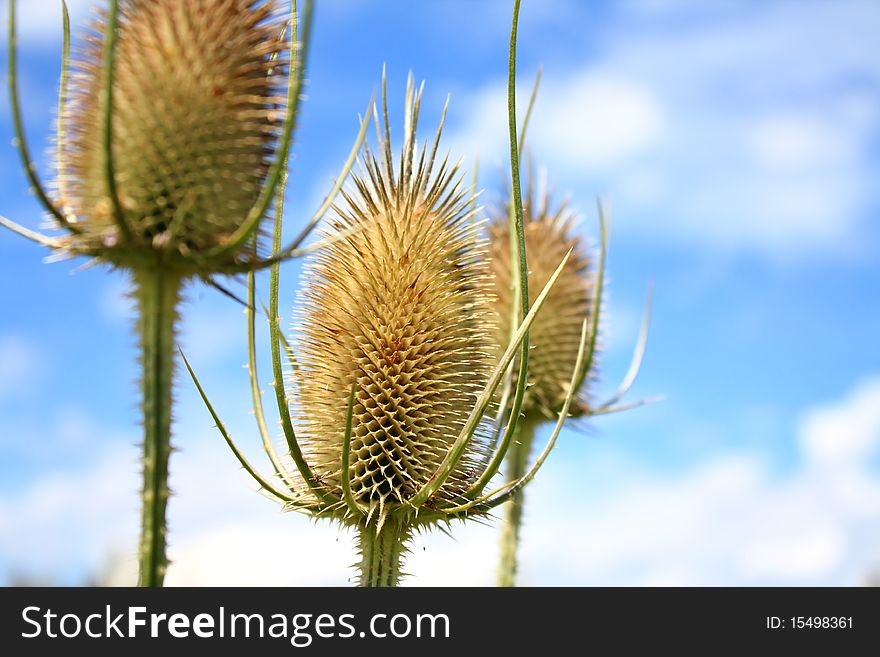 Here it is a close-up of a wild plant, the teasel thistle with stings which appear, as they grow in the sky.