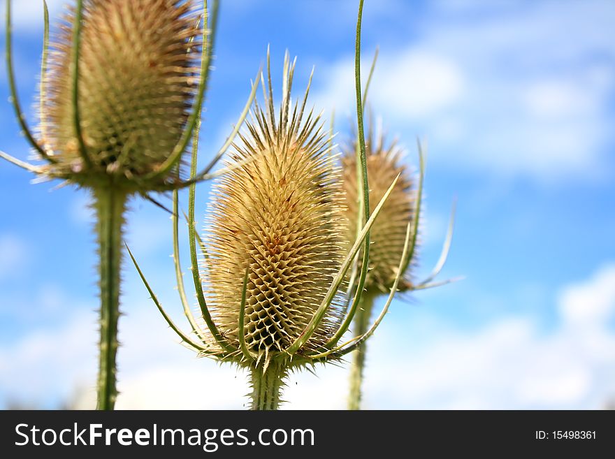 Teasel Thistle