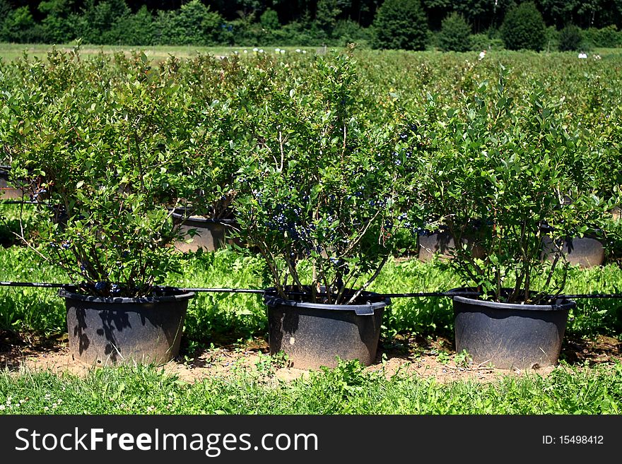 Plantation With Blueberrys To The Selfpicking