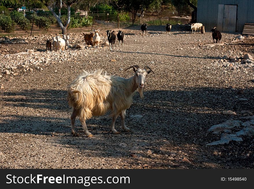 Goat and sheeps in the farm