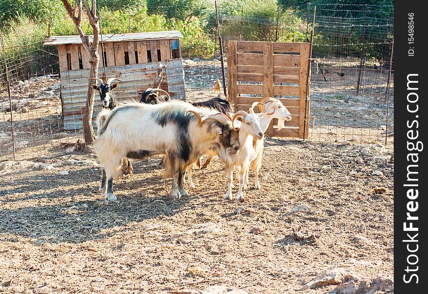 Goat and sheeps in the farm