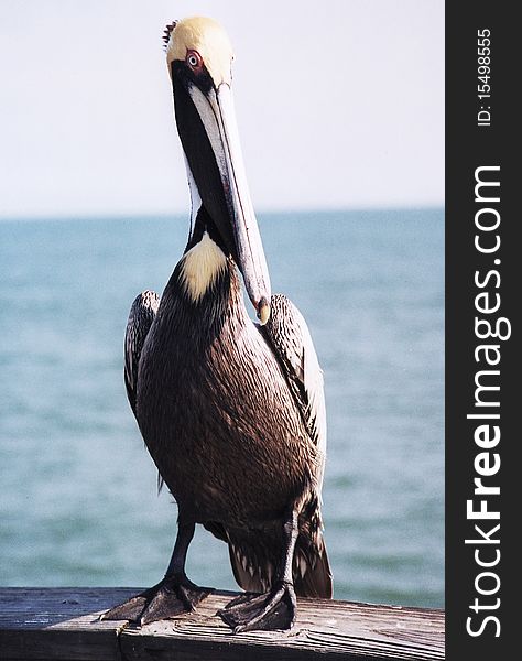 Portrait of Pelican in mooring in Florida USA. Portrait of Pelican in mooring in Florida USA
