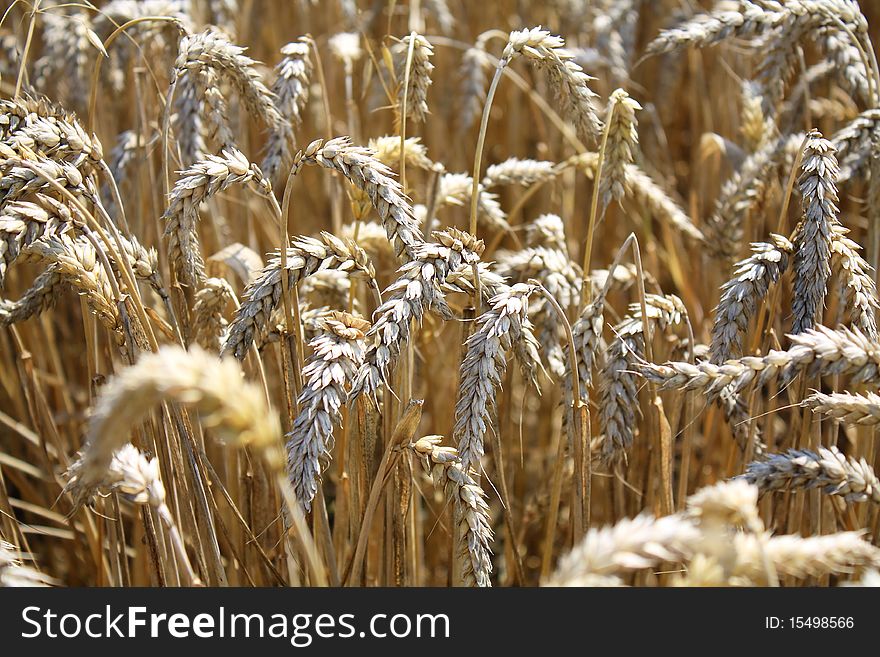 Wheat in close-up and ripe for harvest. Wheat in close-up and ripe for harvest.