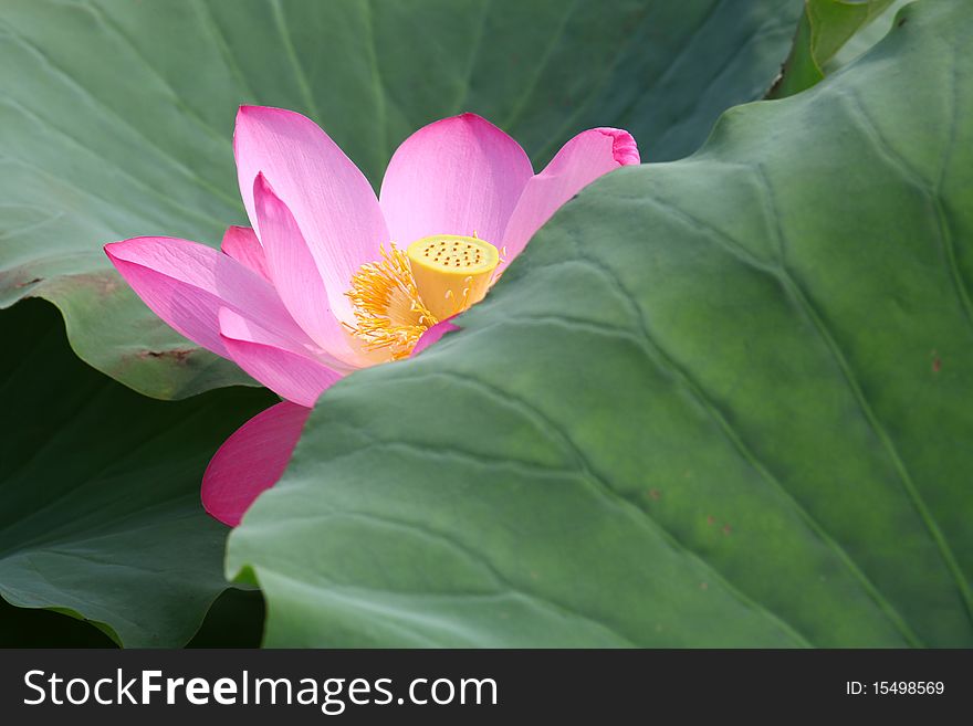 The lotus with beautiful colors Lotus flower