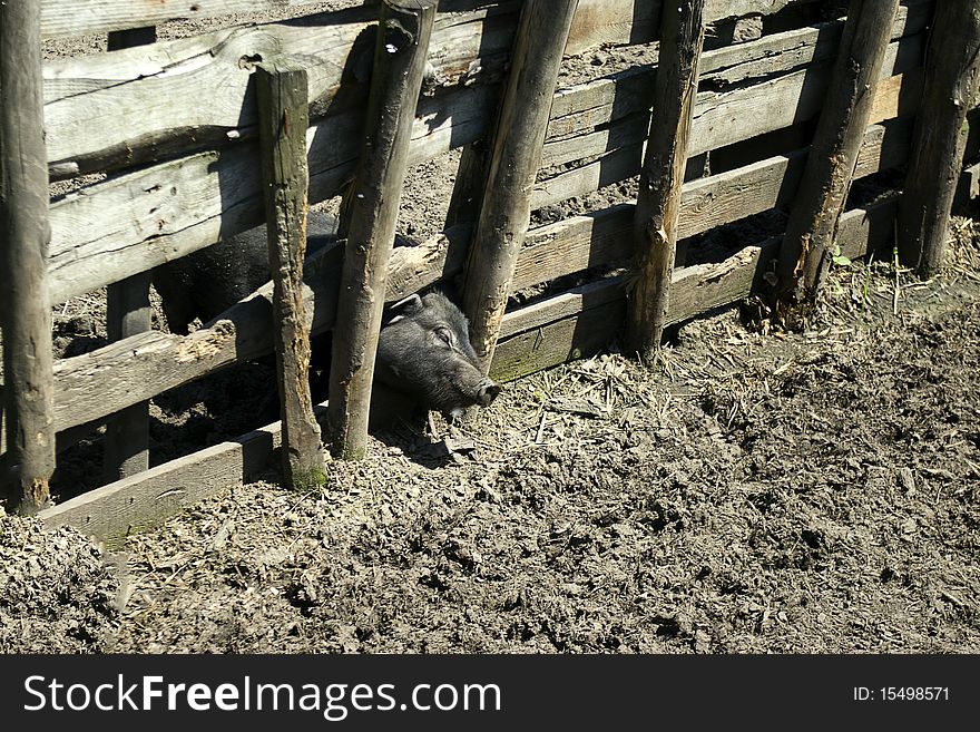 The small pig trying to puch fence