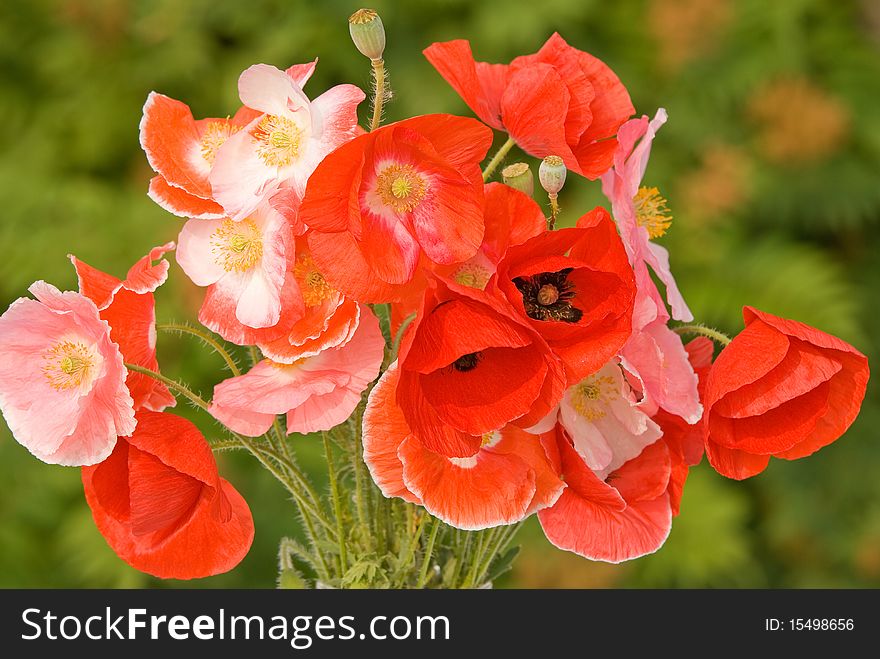 Digital photo of a bouquet of poppies at green background. Digital photo of a bouquet of poppies at green background