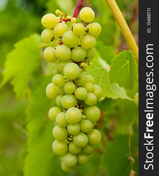 Bunch of green grapes with grape leaves in the background. Bunch of green grapes with grape leaves in the background