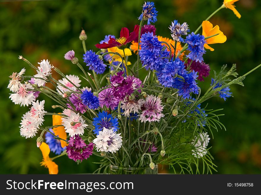 Years bouquet of dark blue cornflowers on a background of a green bush on a white table