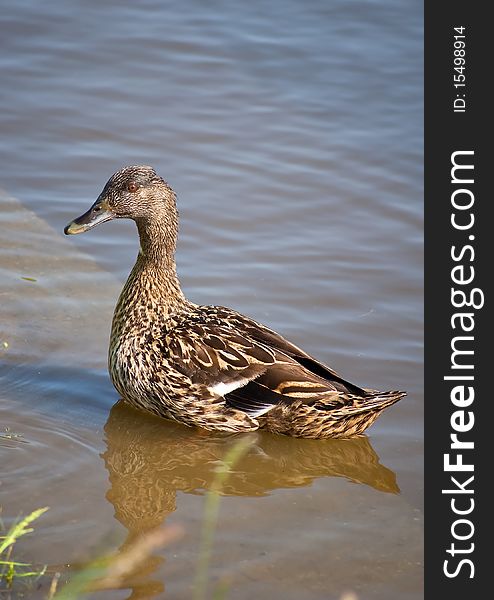 There is a female mallard drawing itself up in the photo. There is a female mallard drawing itself up in the photo.