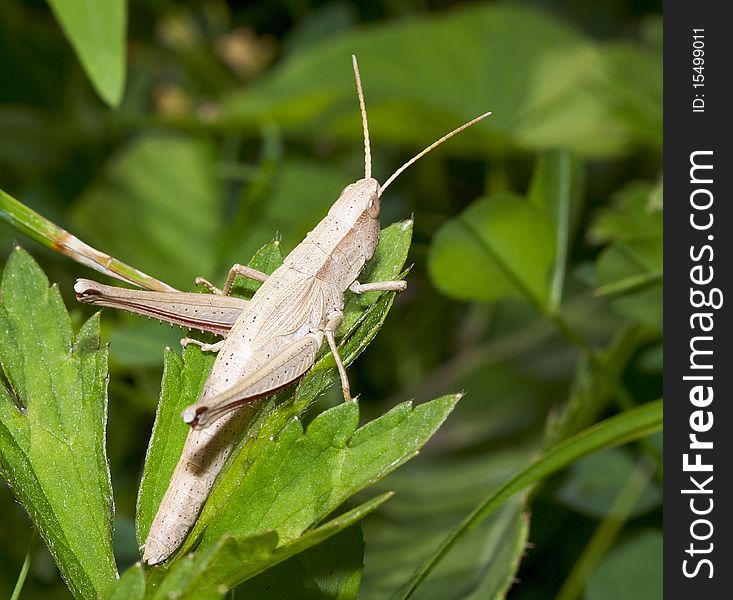 Grasshopper filmed in their natural habitat