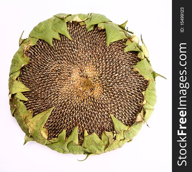 Fresh Sunflower Head on white background