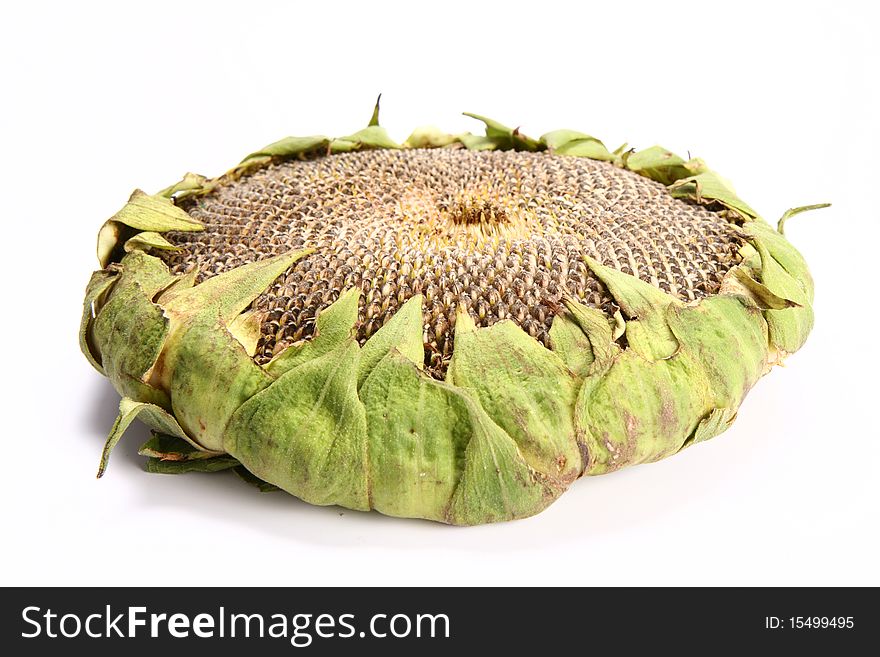 Fresh Sunflower Head on white background