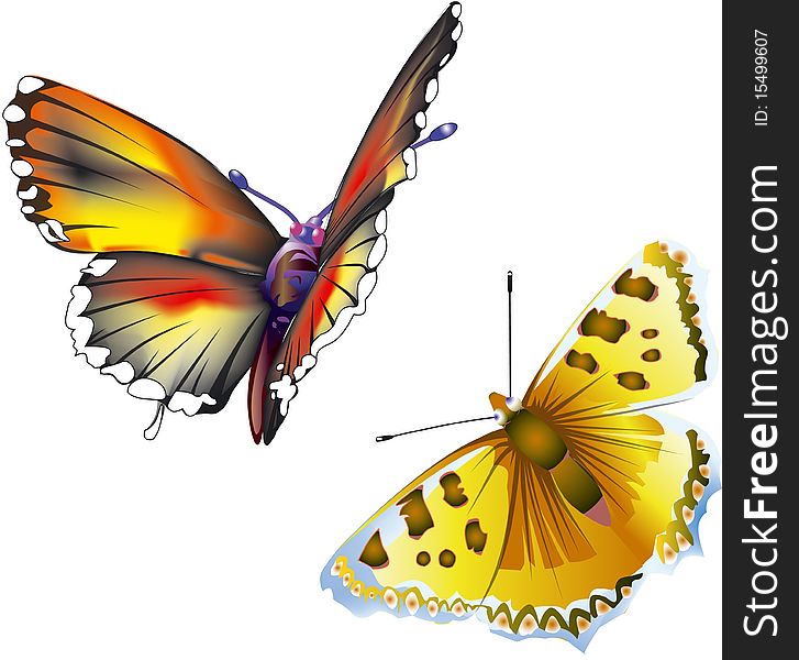 Vector illustration of two butterflies with open wings