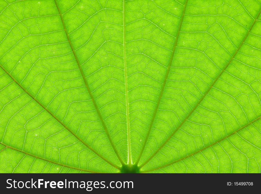 Transparent Green Color Leaf Texture