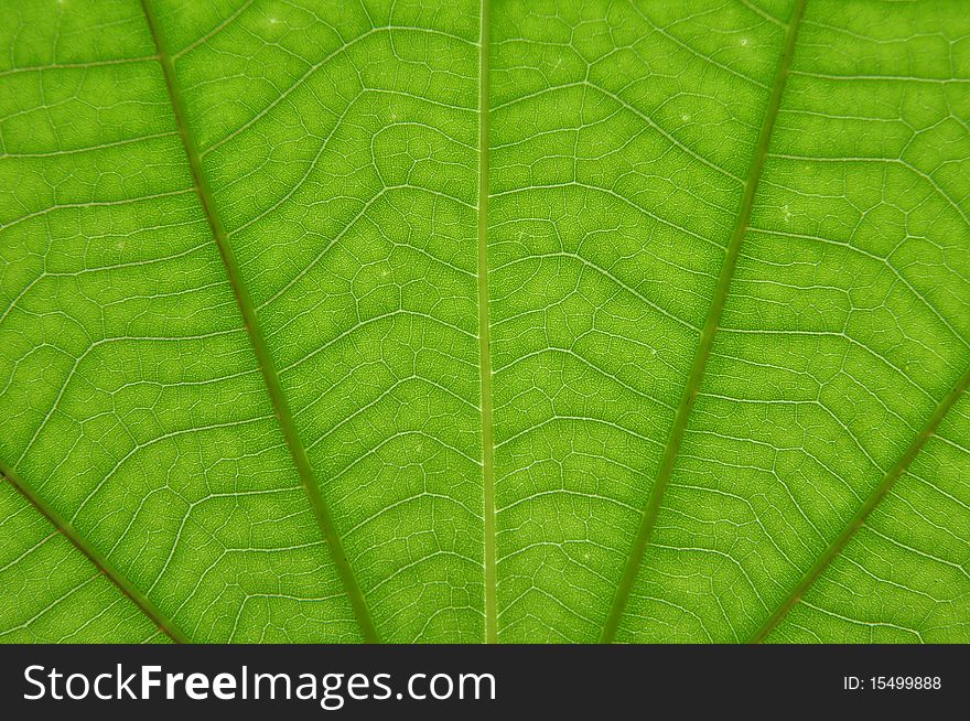 Transparent green color leaf texture background