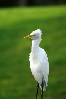 Great White Egret In Field Stock Photography Great White Egret In Field Stock Photography