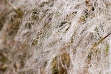 Cactus Fur Stock Photography Cactus Fur Stock Photography