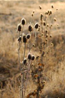 First Frost Thistle Stock Photo