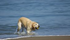 Dog Running Out Of San Francisco Bay 2 Royalty Free Stock Photo