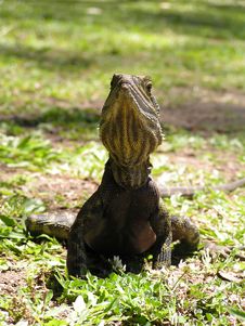 Australian Lizard Stock Images