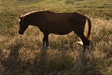 Pony Stock Photo