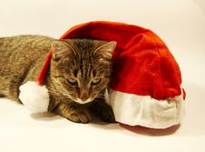 Cat And Christmas Hat Royalty Free Stock Image Cat And Christmas Hat Royalty Free Stock Image