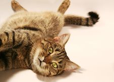 Relaxing Cat Royalty Free Stock Photo