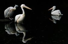 Three Pelicans In Pond Royalty Free Stock Image Three Pelicans In Pond Royalty Free Stock Image