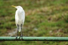 Great Egret On Railings Stock Photo Great Egret On Railings Stock Photo