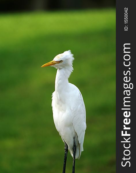 Great white egret in field