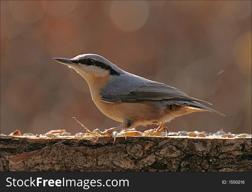 A Nuthatch Is Sitting At The Feeder