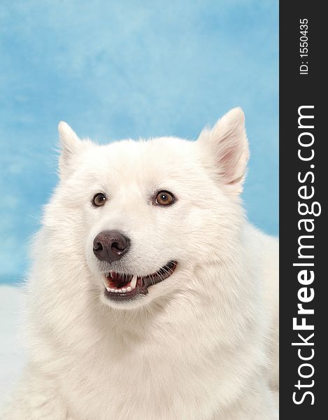 White Dog On Blue Background