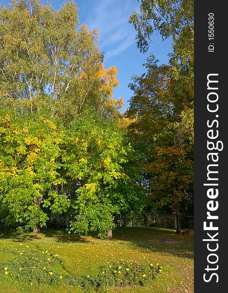 Birches, ashes, a linden and a bed in city park. Birches, ashes, a linden and a bed in city park