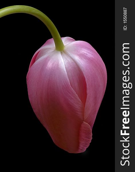 A leaning pink tulip on a black background. A leaning pink tulip on a black background