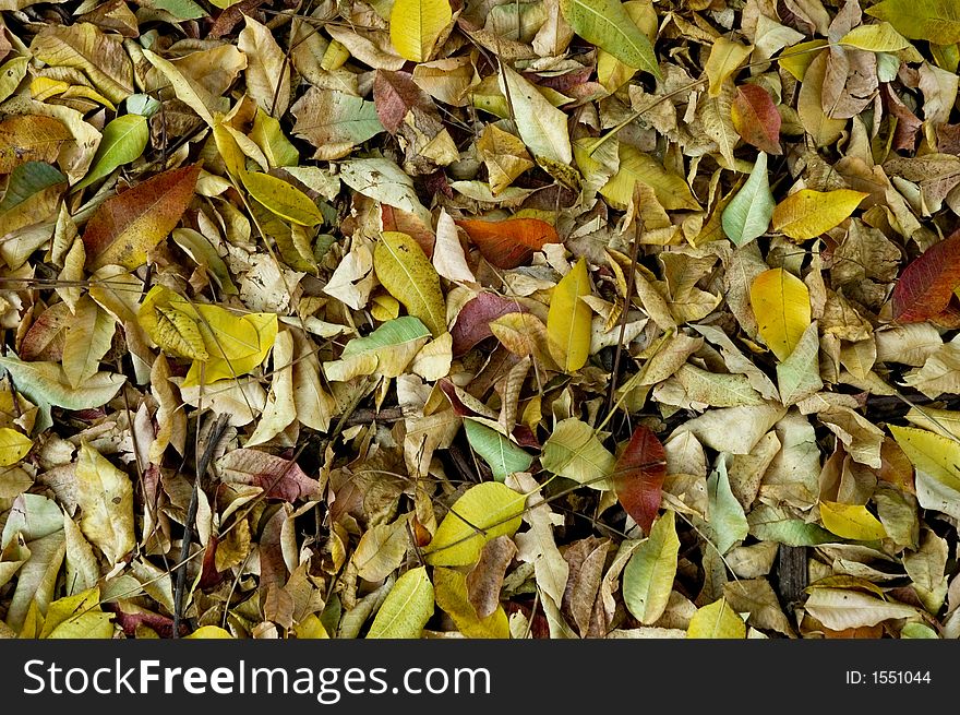 Textured background of mulit colored leaves fallen from a tree in the arizona desert. Textured background of mulit colored leaves fallen from a tree in the arizona desert.