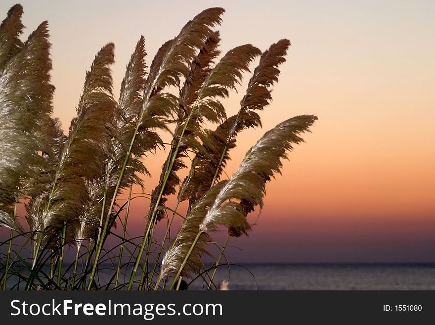 Wheat On Beach