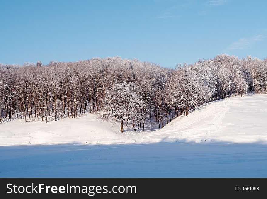 Trees in snow in winter, Russia. Trees in snow in winter, Russia