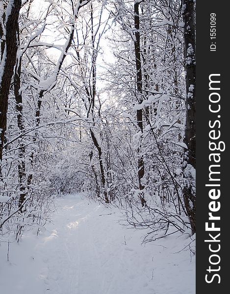 Trees in snow in winter, Russia. Trees in snow in winter, Russia