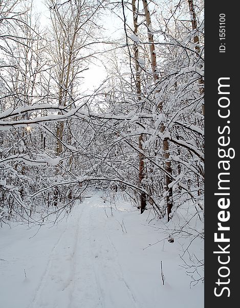 Trees in snow in winter, Russia. Trees in snow in winter, Russia