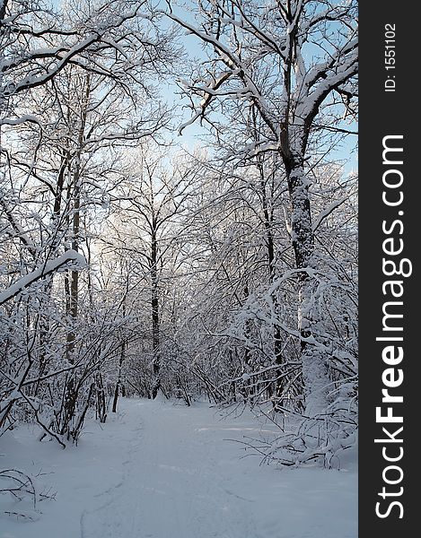 Trees in snow in winter, Russia. Trees in snow in winter, Russia