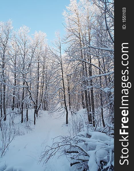 Trees in snow in winter, Russia. Trees in snow in winter, Russia