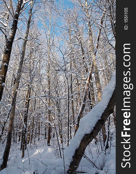 Trees in snow in winter, Russia. Trees in snow in winter, Russia