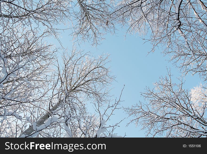 Trees in snow in winter, Russia. Trees in snow in winter, Russia