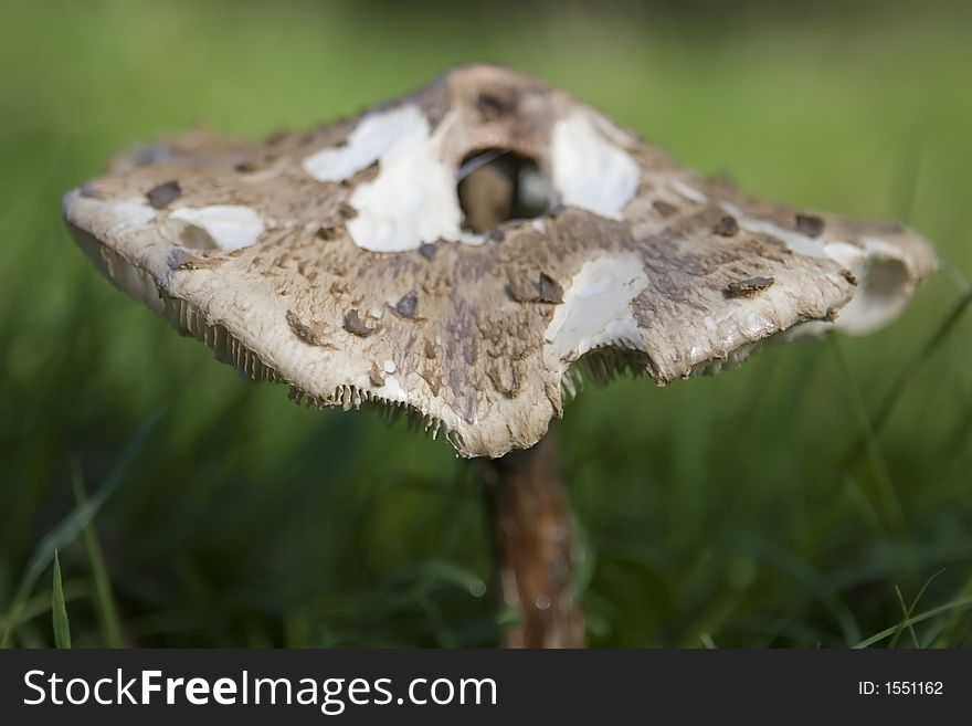 Wild English Forest Mushrooms Growing In Autumn