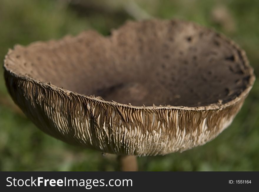 Wild english forest mushrooms growing in autumn