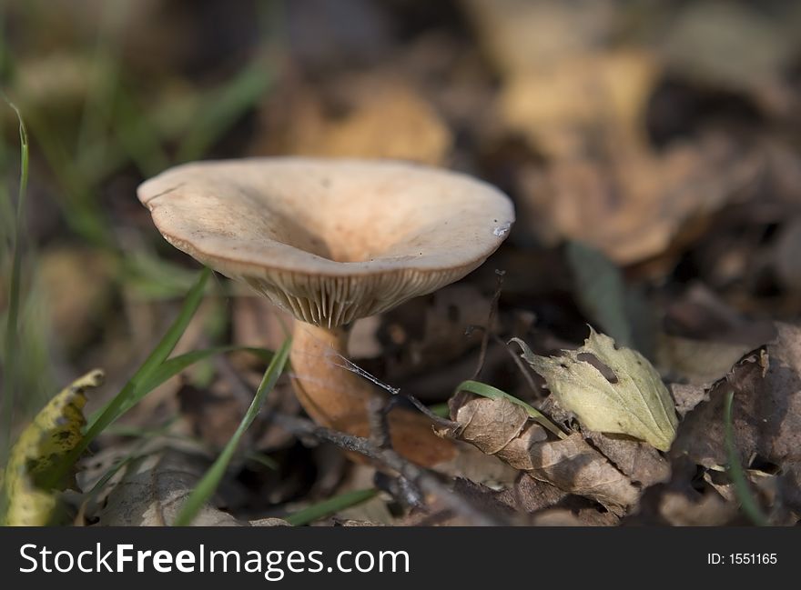 Wild english forest mushrooms growing in autumn, macro closeup with copy space