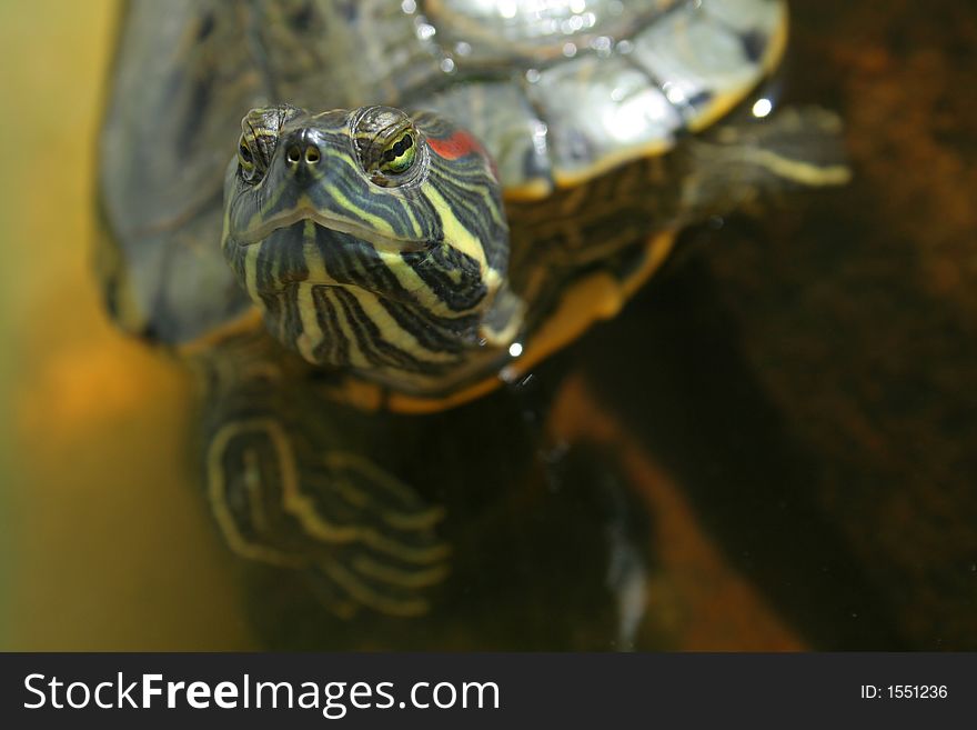 Close up of a turtle. Close up of a turtle
