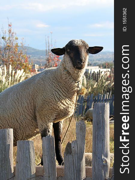 Sheep standing in a fence. Sheep standing in a fence