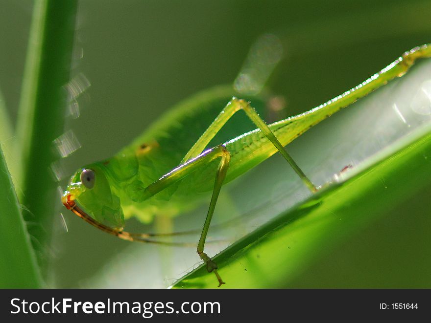 a green grasshopper under the sun light. a green grasshopper under the sun light