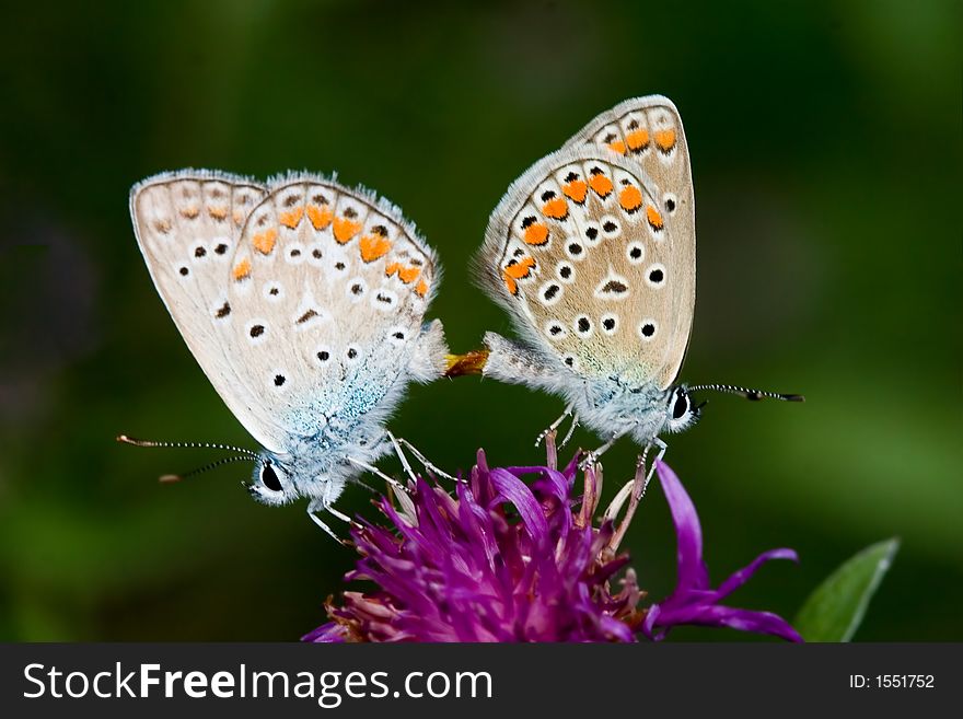 Butterfly mating on a flower. Butterfly mating on a flower